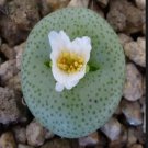 10Pcs A Set Conophytum schlechteri Schwantes 1928 seed ProQgf