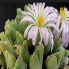 10Pcs A Set Conophytum semivestitum L.Bolus 1937 seed ProQgf
