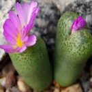 10Pcs A Set Conophytum smorenskaduense De Boer 1968 seed ProQgf