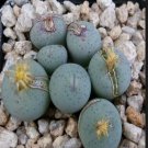 10Pcs A Set Conophytum stevens-jonesianum L.Bolus 1964 seed ProQgf