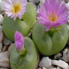 10Pcs A Set Conophytum subfenestratum Schwantes 1929 seed ProQgf