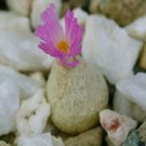 10Pcs A Set Conophytum subterraneum T.Smale & T. Jacobs 2001 seed ProQgf