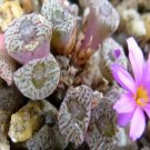 10Pcs A Set Conophytum swanepoelianum Rawe 1971 seed ProQgf