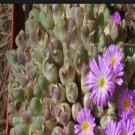 10Pcs A Set Conophytum tantillum N.E.Br. 1926 seed ProQgf