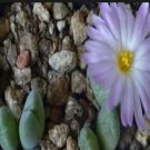 10Pcs A Set Conophytum taylorianum (Dinter & Schwantes) N.E.Br. 1926 seed ProQgf