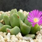 10Pcs A Set Conophytum tomasi J.J.Halda 1998 seed ProQgf