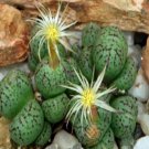 10Pcs A Set Conophytum truncatum (Thunberg) N.E.Br. 1922 seed ProQgf