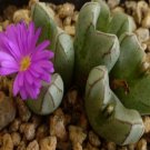 10Pcs A Set Conophytum turrigerum (N.E.Br.) N.E.Br. 1922 seed ProQgf