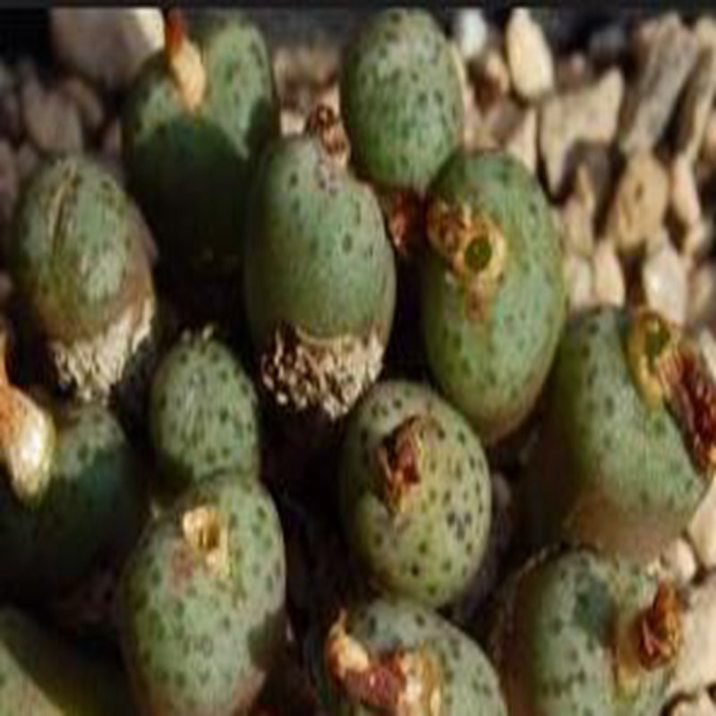 10Pcs A Set Conophytum uviforme (Haw.) N.E.Br. 1922 seed ProQgf
