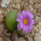 10Pcs A Set Conophytum vanheerdei Tischer 1955 seed ProQgf