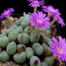 10Pcs A Set Conophytum velutinum Schwantes 1927 seed ProQgf