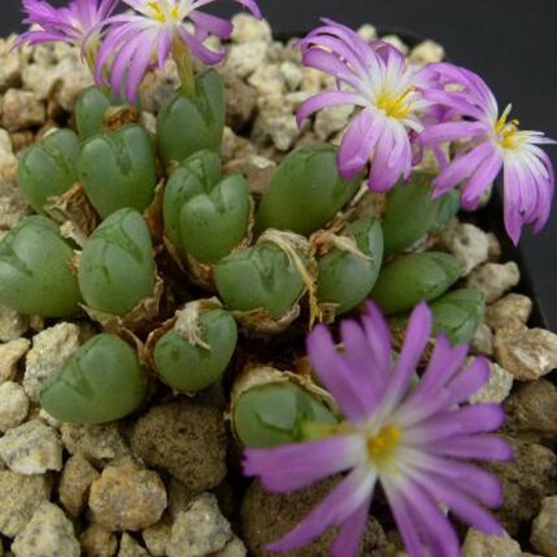 10Pcs A Set Conophytum violaciflorum Schick & Tischer 1928 seed ProQgf