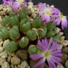 10Pcs A Set Conophytum violaciflorum Schick & Tischer 1928 seed ProQgf