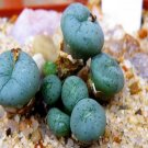 10Pcs A Set Conophytum wettsteinii (A.Berger) N.E.br. 1926 seed ProQgf