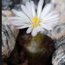 10Pcs A Set Conophytum youngii C. Rodgerson 2012 seed ProQgf