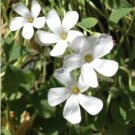 100Pcs A Set Oxalis crassipes Alba seed ProQgf