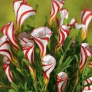 100Pcs A Set Enlarge icon Oxalis versicolor seed ProQgf