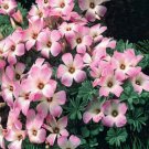 100Pcs A Set Oxalis Adenophylla seed ProQgf