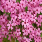 100Pcs A Set Oxalis articulata seed ProQgf