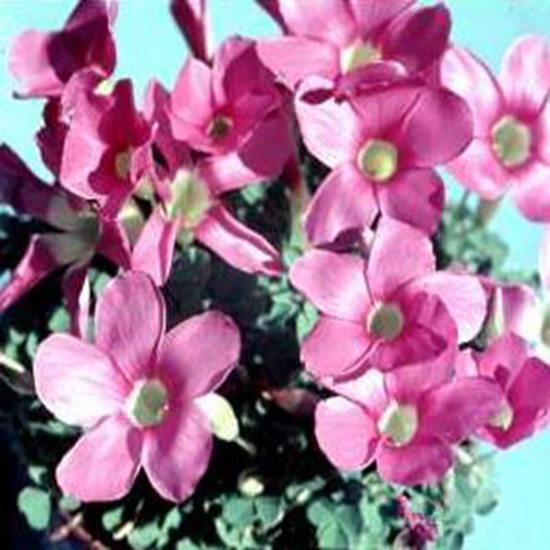 100Pcs A Set Oxalis zeekoevleyensis seed ProQgf