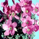 100Pcs A Set Oxalis zeekoevleyensis seed ProQgf