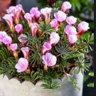 100Pcs A Set Oxalis Wood Sorrel Autumn Pink seed ProQgf