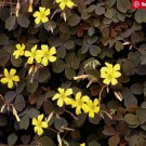 100Pcs A Set oxalis vulcanicola seed ProQgf