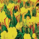 100Pcs A Set Oxalis versicolor Golden Cape seed ProQgf