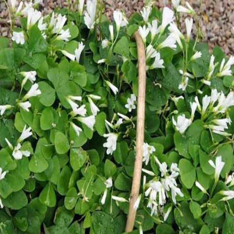 100Pcs A Set Oxalis triangularis seed ProQgf