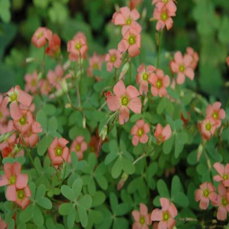 100Pcs A Set Oxalis stenorrhyncha seed ProQgf