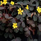 100Pcs A Set Oxalis spiralis vulcanicola seed ProQgf
