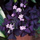 100Pcs A Set Oxalis regnellii var. triangularis seed ProQgf