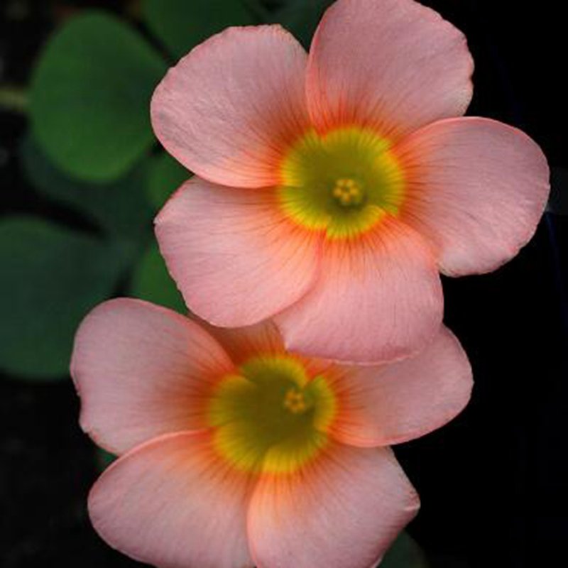 100Pcs A Set Oxalis purpurea Salmon seed ProQgf