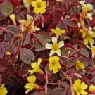 100Pcs A Set Oxalis Molten Lava seed ProQgf