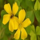100Pcs A Set Oxalis macrantha seed ProQgf