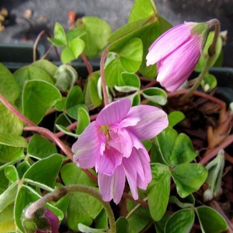 100Pcs A Set Oxalis griffithii Flore Pleno seed ProQgf