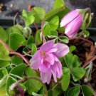 100Pcs A Set Oxalis griffithii Flore Pleno seed ProQgf
