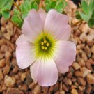 100Pcs A Set Oxalis enneaphylla Minutifolia seed ProQgf