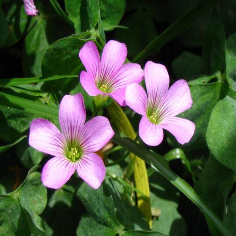 100Pcs A Set Oxalis debilis Kunth seed ProQgf