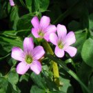 100Pcs A Set Oxalis debilis Kunth seed ProQgf