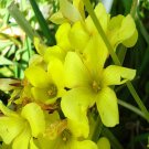 100Pcs A Set Oxalis corniculata seed ProQgf