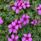 100Pcs A Set Oxalis brasiliensis seed ProQgf