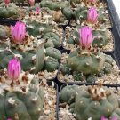 50Pcs A Set jourdaniana seed ProQgf