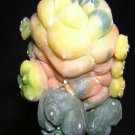 50Pcs A Set williamsii f. variegata seed ProQgf