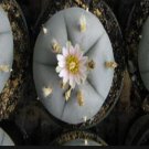 50Pcs A Set Williamsii var. Hipolito seed ProQgf