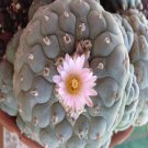 50Pcs A Set williamsii var.decipiens seed ProQgf