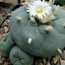 50Pcs A Set williamsii var.diffusa seed ProQgf