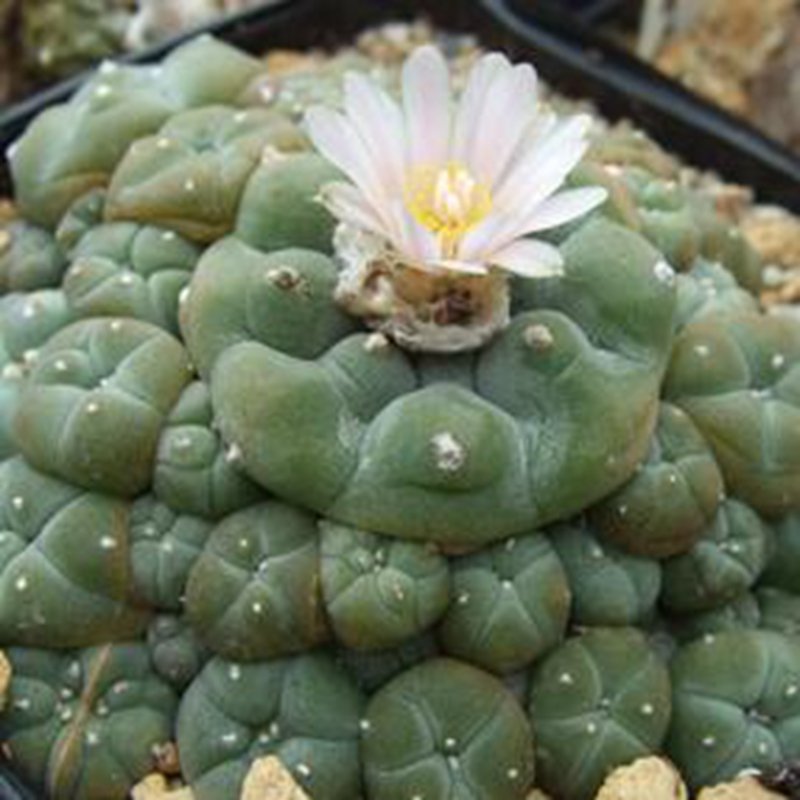 50Pcs A Set williamsii caespitosa seed ProQgf