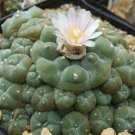 50Pcs A Set williamsii caespitosa seed ProQgf