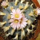 50Pcs A Set Williamsii mutation seed ProQgf